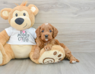 8 week old Cavapoo Puppy For Sale - Seaside Pups