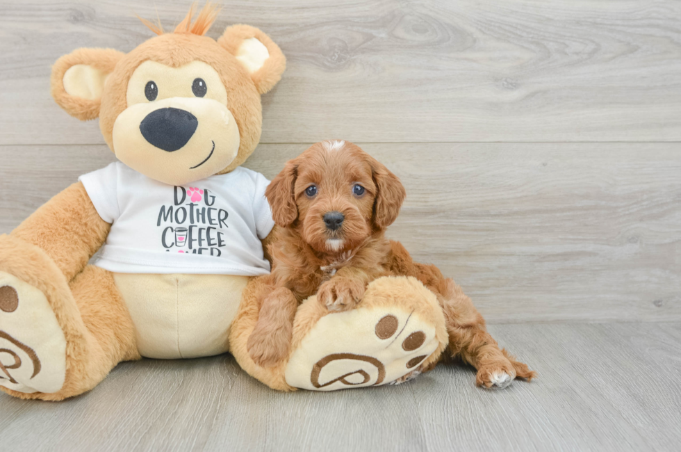 7 week old Cavapoo Puppy For Sale - Seaside Pups