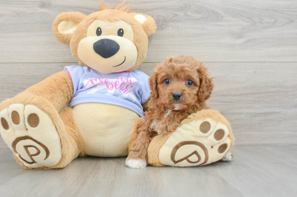 5 week old Cavapoo Puppy For Sale - Seaside Pups