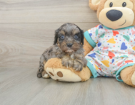 8 week old Cavapoo Puppy For Sale - Seaside Pups