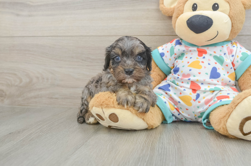 5 week old Cavapoo Puppy For Sale - Seaside Pups