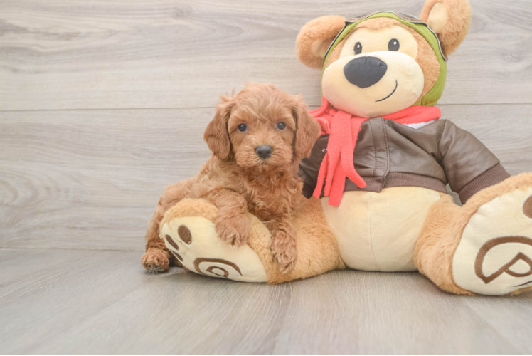 Cavapoo Pup Being Cute