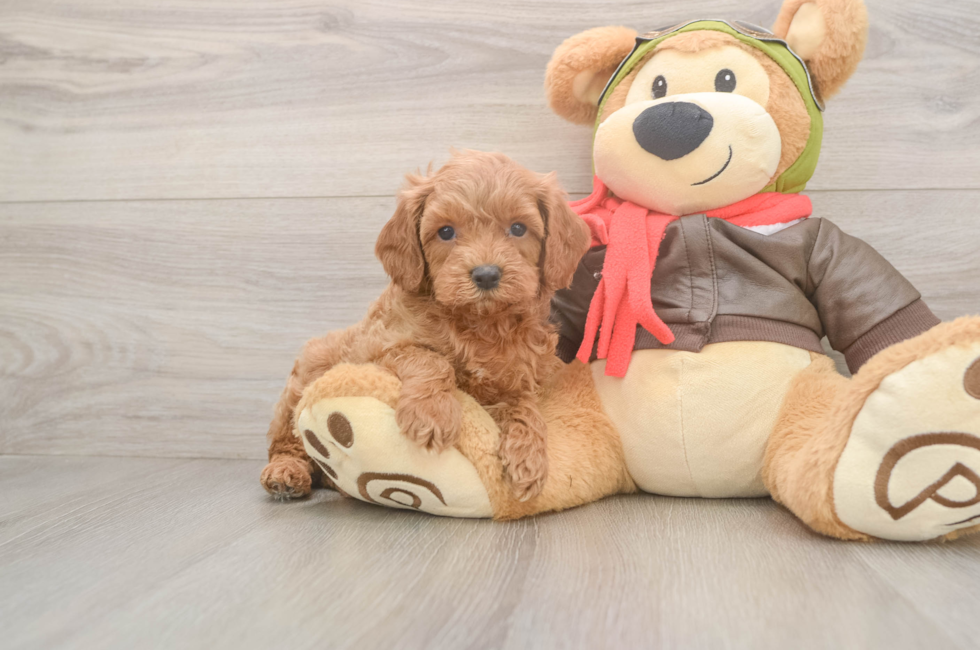 5 week old Cavapoo Puppy For Sale - Seaside Pups