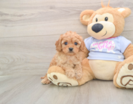 6 week old Cavapoo Puppy For Sale - Seaside Pups