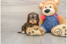 Cavapoo Puppy for Adoption