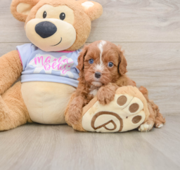 5 week old Cavapoo Puppy For Sale - Seaside Pups