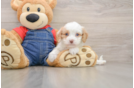Cavapoo Puppy for Adoption