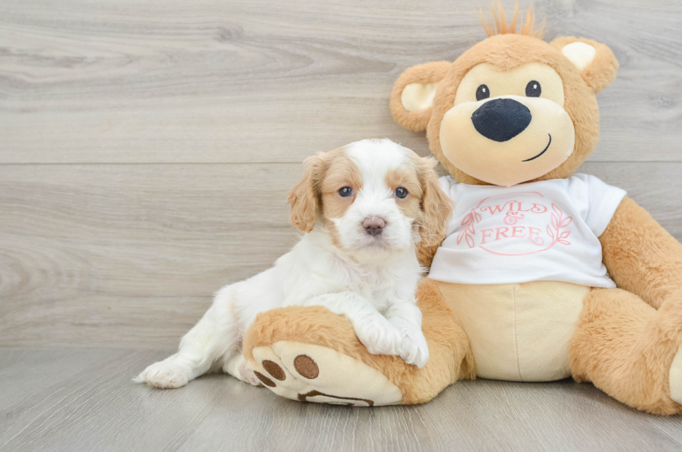 6 week old Cavapoo Puppy For Sale - Seaside Pups