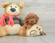 8 week old Cavapoo Puppy For Sale - Seaside Pups