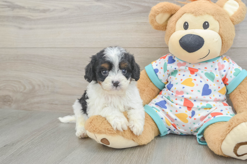 6 week old Cavapoo Puppy For Sale - Seaside Pups