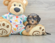 8 week old Cavapoo Puppy For Sale - Seaside Pups