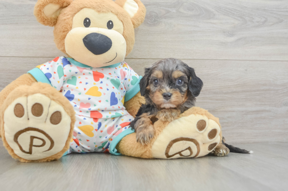 5 week old Cavapoo Puppy For Sale - Seaside Pups
