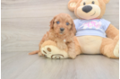 Playful Cavapoodle Poodle Mix Puppy