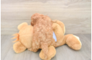 Cute Cavapoo Baby