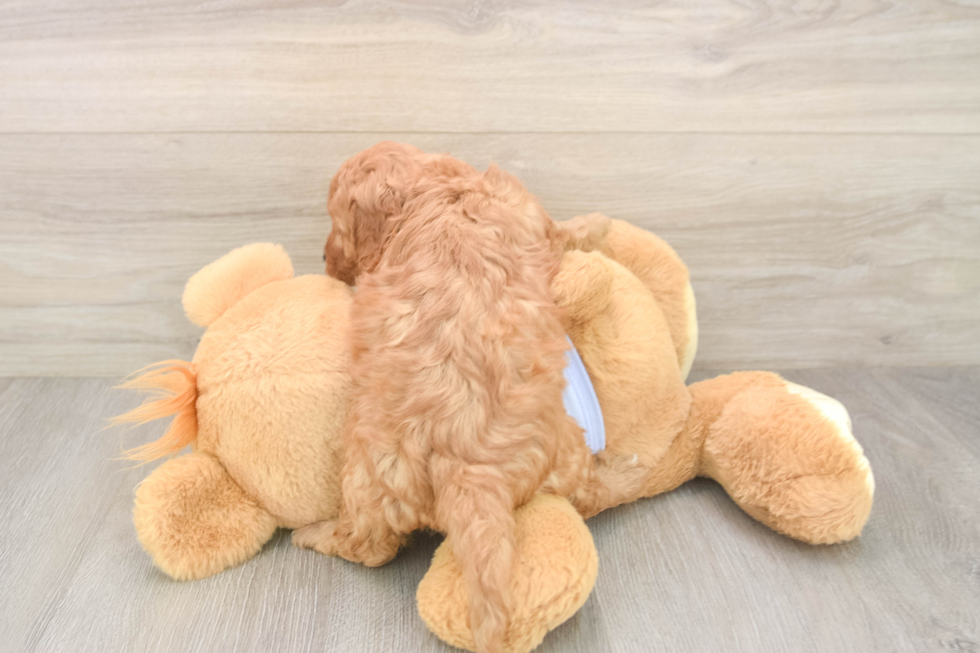 Cute Cavapoo Baby