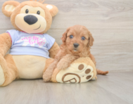 8 week old Cavapoo Puppy For Sale - Seaside Pups