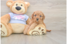 Cavapoo Pup Being Cute