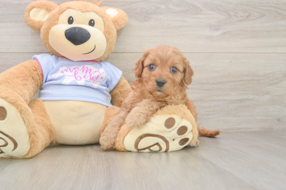 5 week old Cavapoo Puppy For Sale - Seaside Pups
