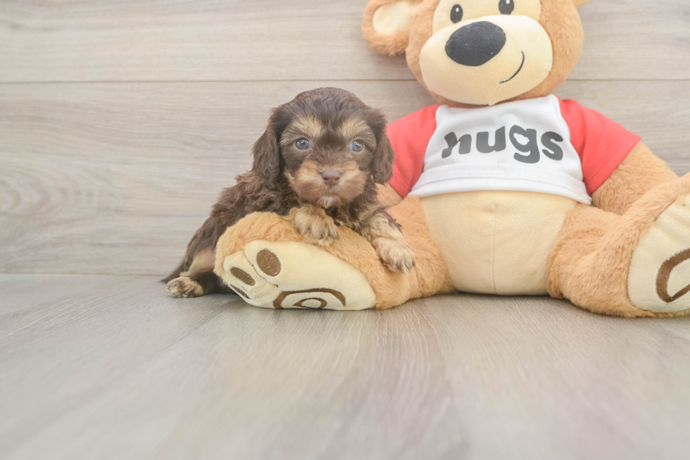 Cavapoo Puppy for Adoption