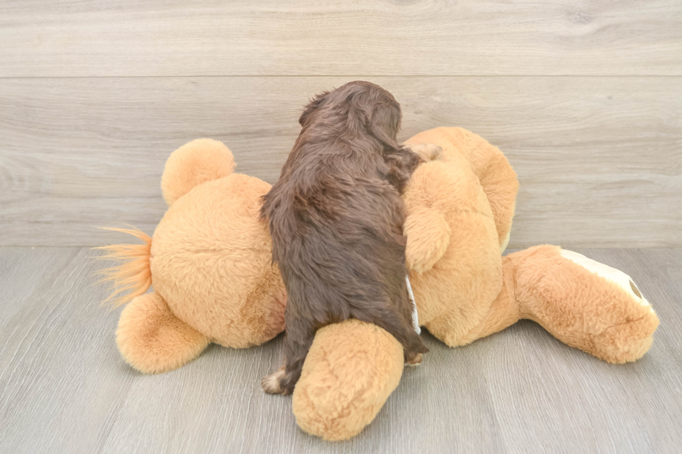 Smart Cavapoo Poodle Mix Pup