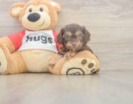 6 week old Cavapoo Puppy For Sale - Seaside Pups
