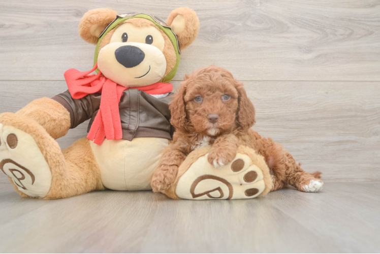 Cavapoo Pup Being Cute