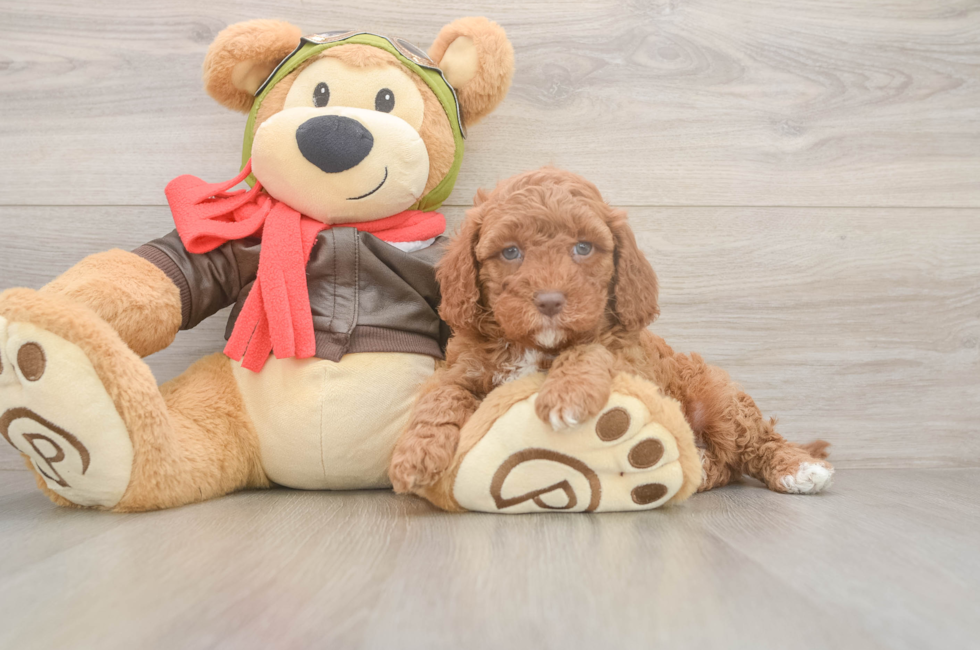 5 week old Cavapoo Puppy For Sale - Seaside Pups