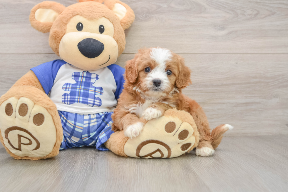Happy Cavapoo Baby