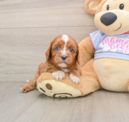5 week old Cavapoo Puppy For Sale - Seaside Pups
