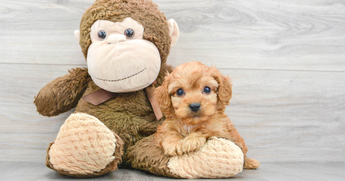 cavapoo stuffed animal