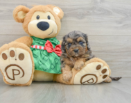 8 week old Cavapoo Puppy For Sale - Seaside Pups