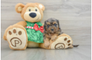 Small Cavapoo Baby