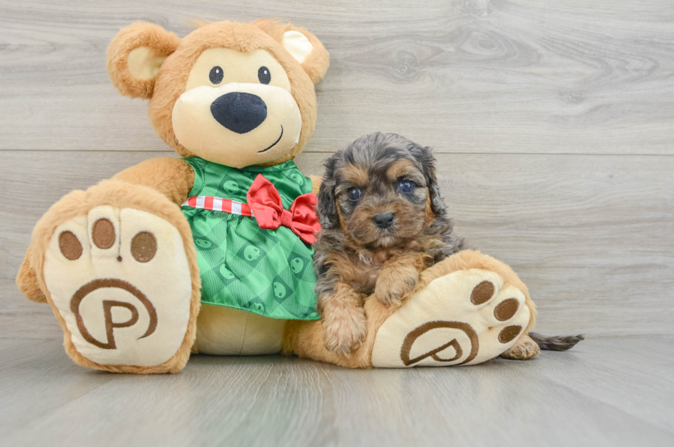 8 week old Cavapoo Puppy For Sale - Seaside Pups