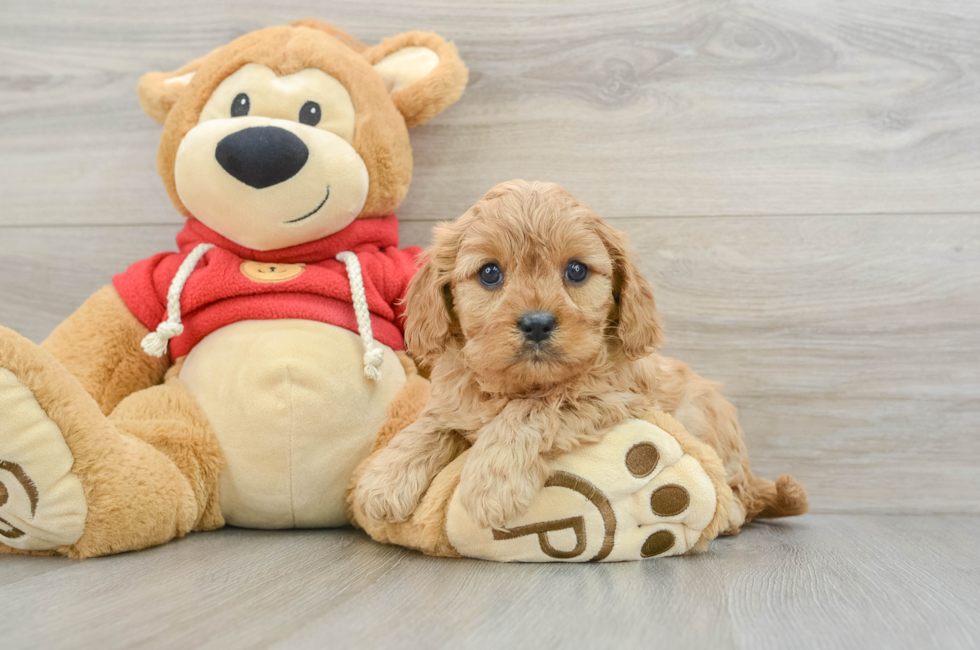 7 week old Cavapoo Puppy For Sale - Seaside Pups