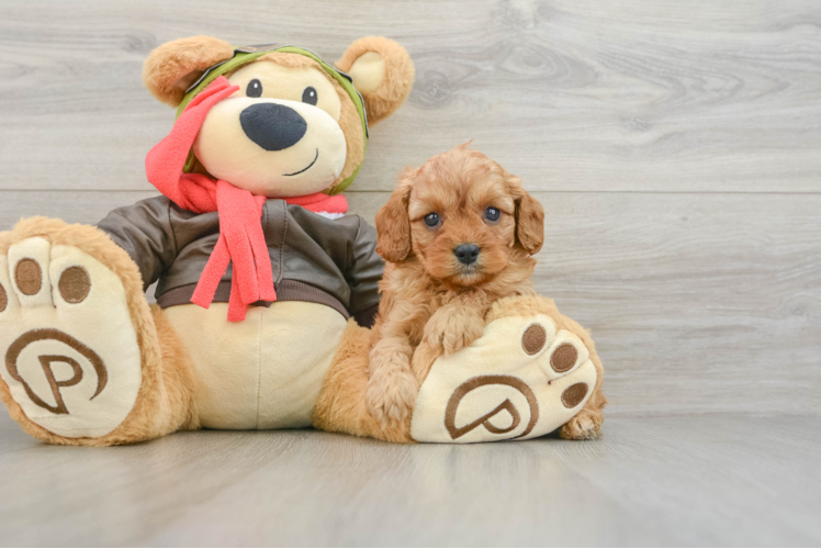 Best Cavapoo Baby