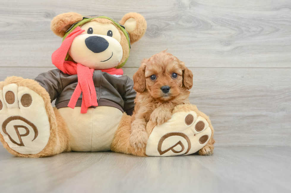 6 week old Cavapoo Puppy For Sale - Seaside Pups