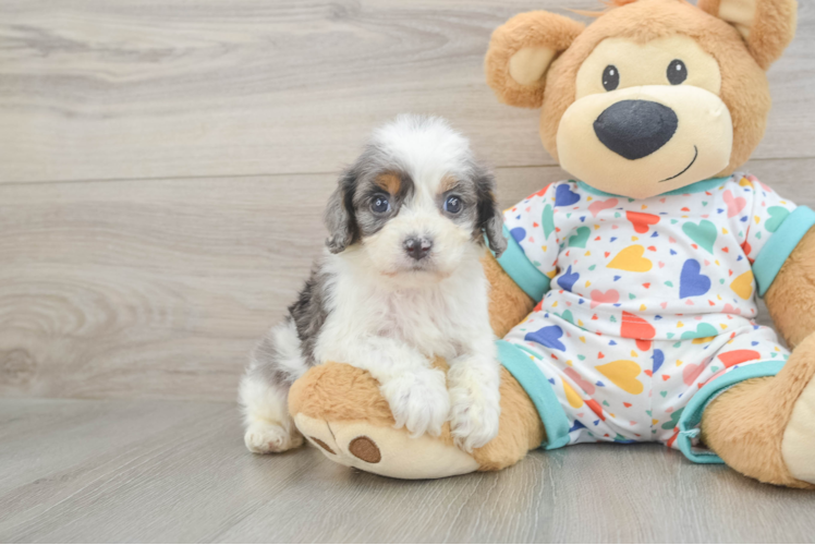 Cute Cavapoo Baby