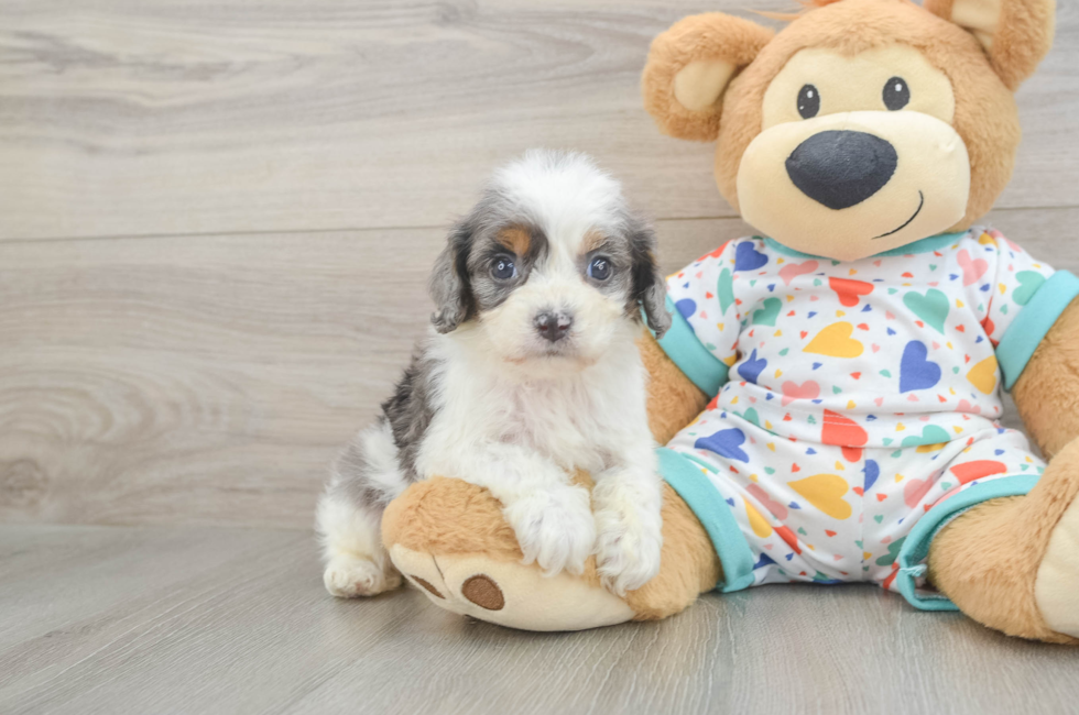 6 week old Cavapoo Puppy For Sale - Seaside Pups