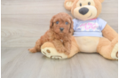 Energetic Cavoodle Poodle Mix Puppy