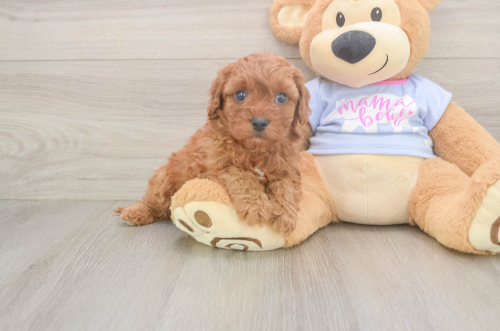 5 week old Cavapoo Puppy For Sale - Seaside Pups