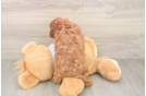 Cavapoo Pup Being Cute