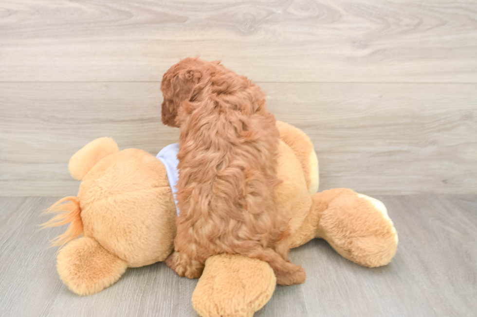 Cavapoo Pup Being Cute