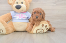 Best Cavapoo Baby