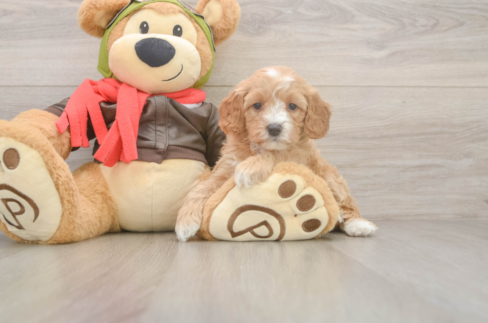 5 week old Cavapoo Puppy For Sale - Seaside Pups