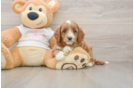 Sweet Cavapoo Baby
