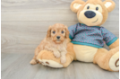 Popular Cavapoo Poodle Mix Pup