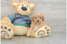 Best Cavapoo Baby
