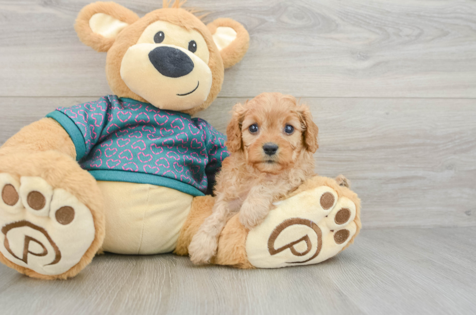 6 week old Cavapoo Puppy For Sale - Seaside Pups