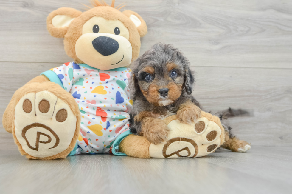 7 week old Cavapoo Puppy For Sale - Seaside Pups