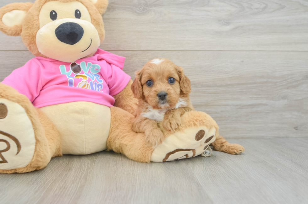 7 week old Cavapoo Puppy For Sale - Seaside Pups